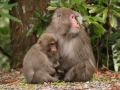 Monkeys Monkeys